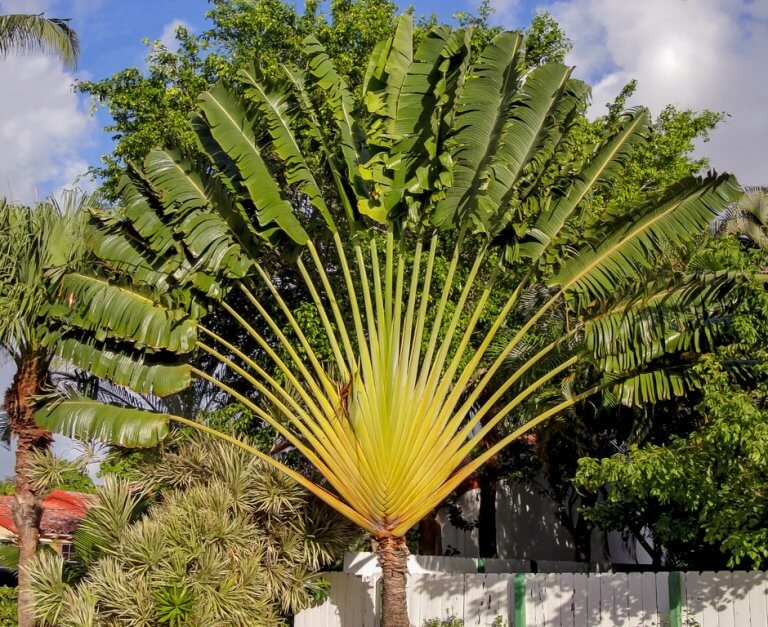 Traveler S Palm Identification Uses Growing Guide Foragingguru