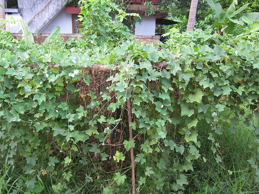 Ivy gourd vine