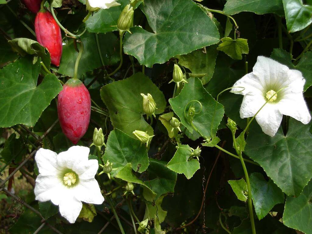 Ivy gourd fruits and flowers