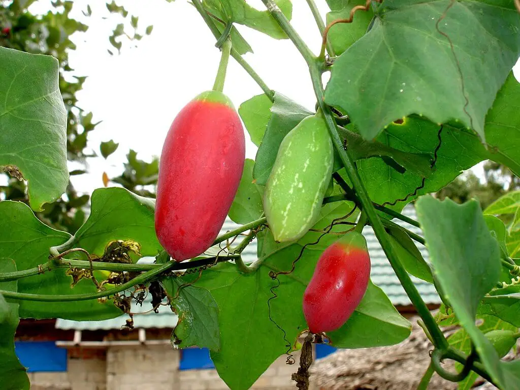 Ivy gourd fruits