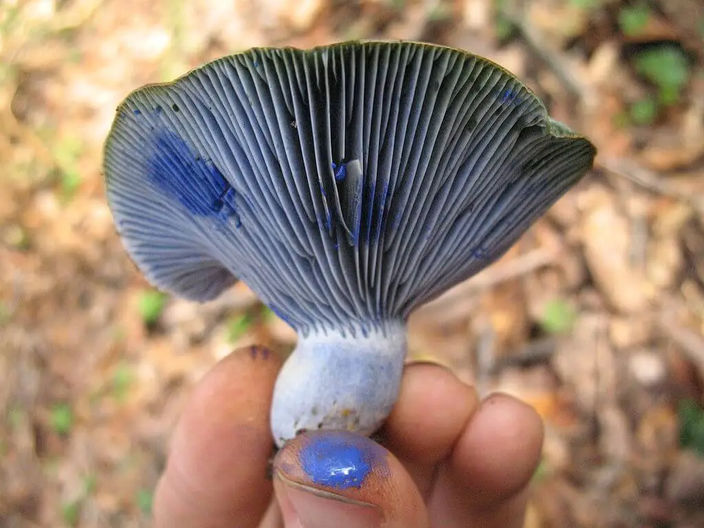 Indigo milk cap/Lactarius indigo