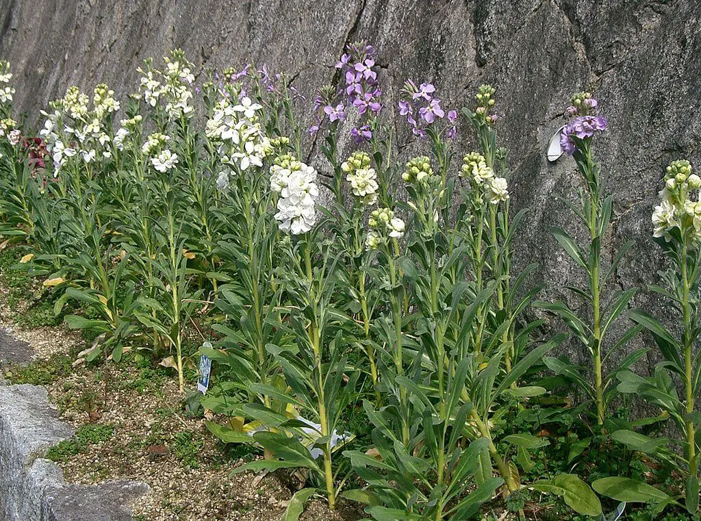 Matthiola incana