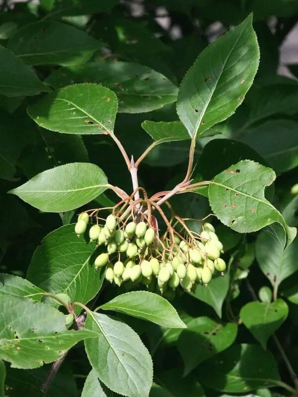 Viburnum prunifolium unripe berries