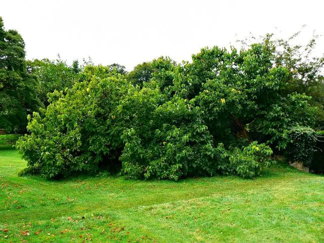 Horizontal mulberry tree