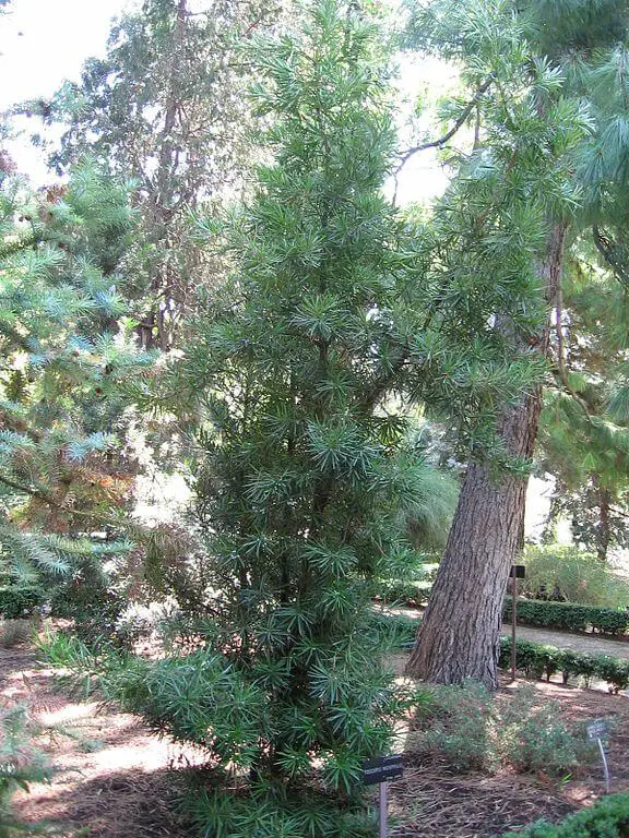 Podocarpus macrophyllus