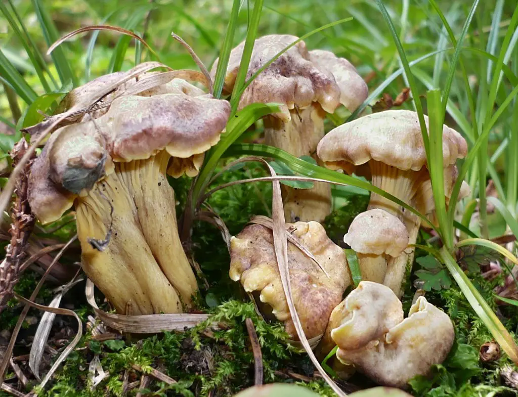 Cantharellus amethysteus