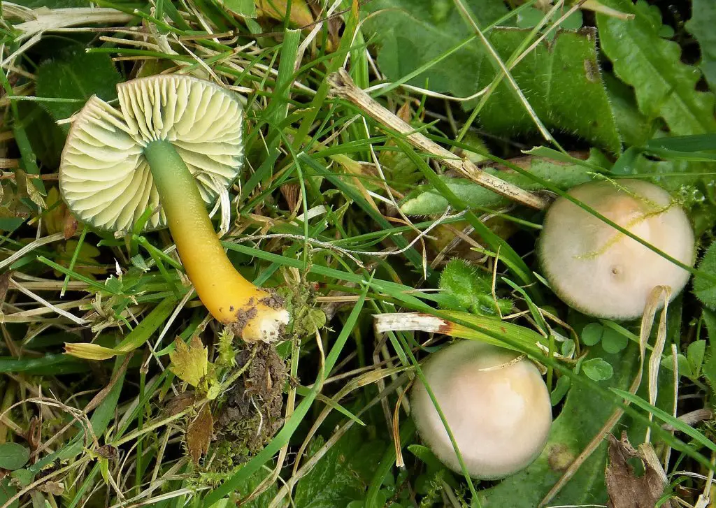 Hygrocybe psittacina