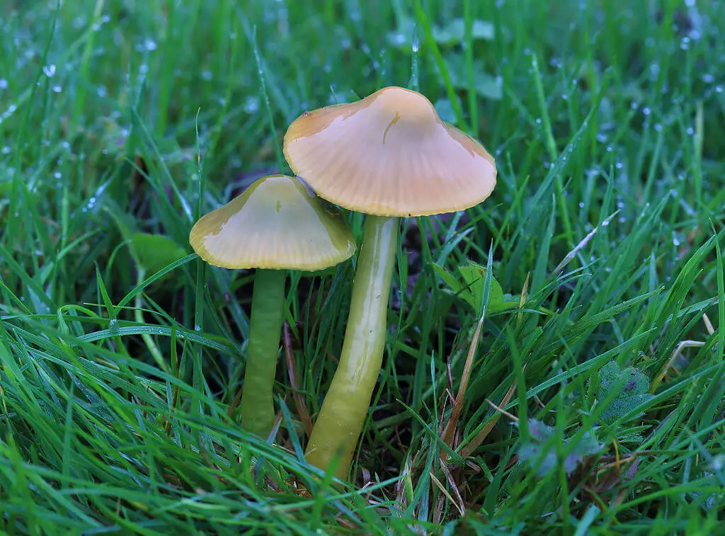 Parrot waxcap