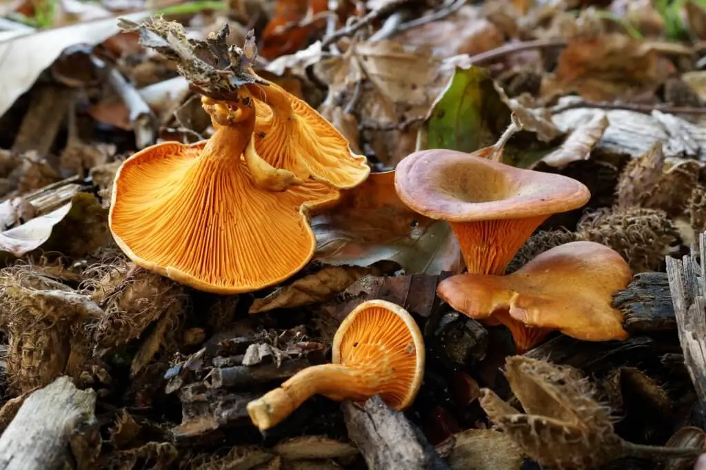 Hygrophoropsis aurantiaca