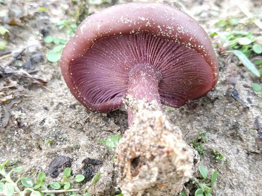 Blewit mushroom