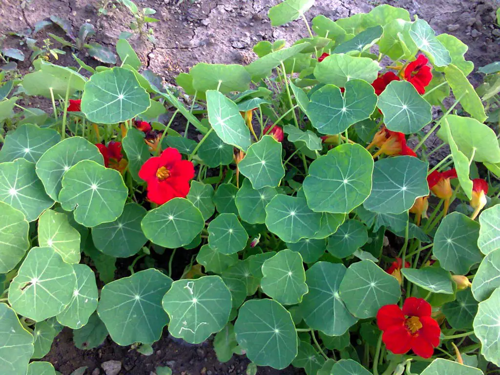 nasturtium