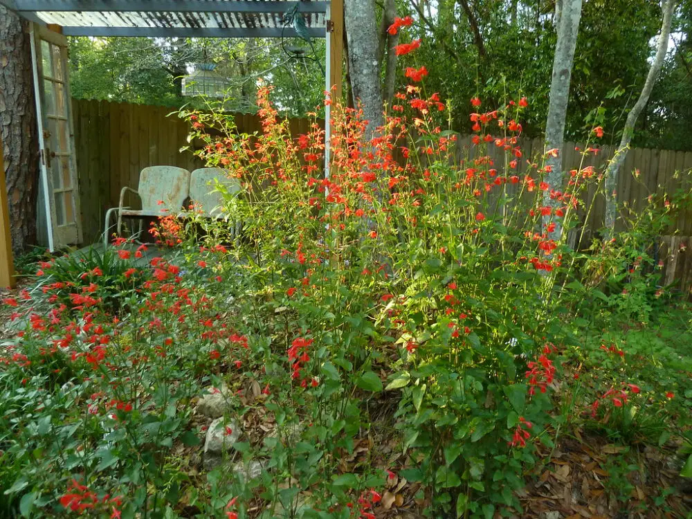 Salvia coccinea