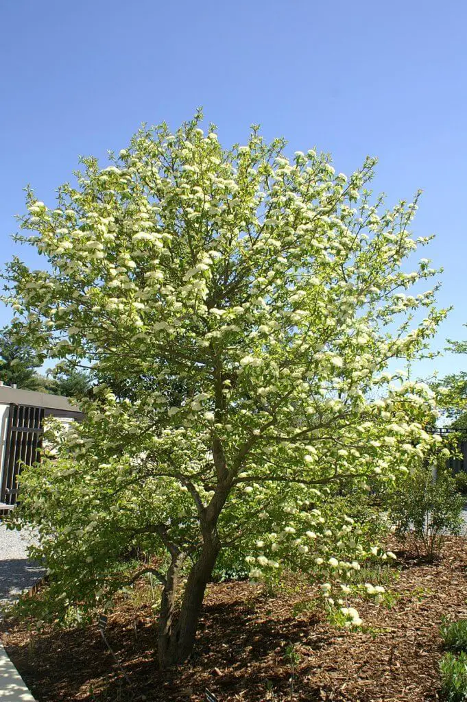 Blackhaw tree