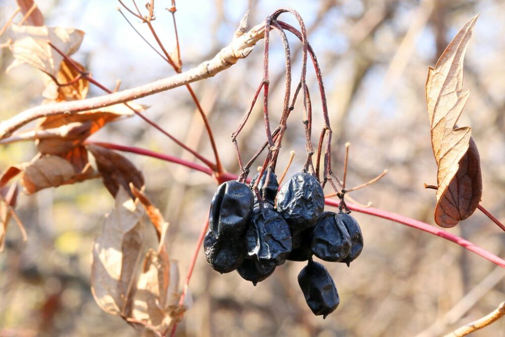 blackhaw berries