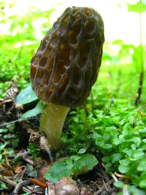 black morel