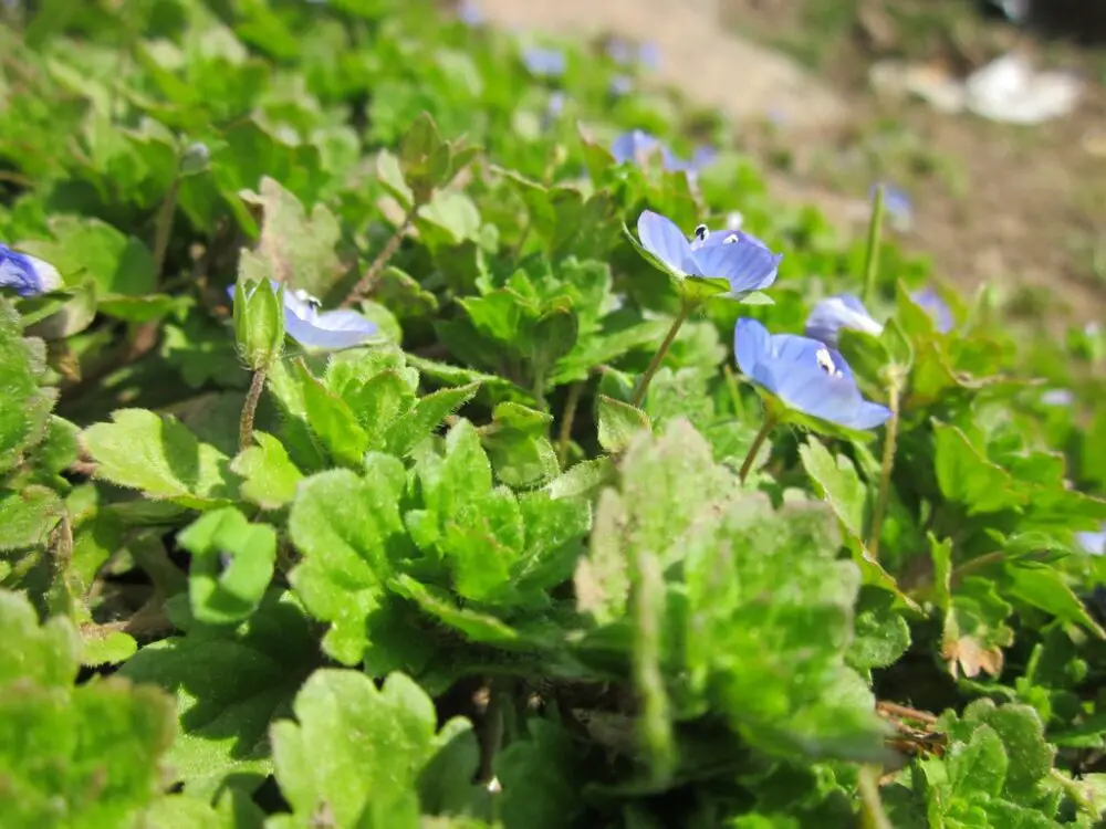 Bird's Eye Speedwell