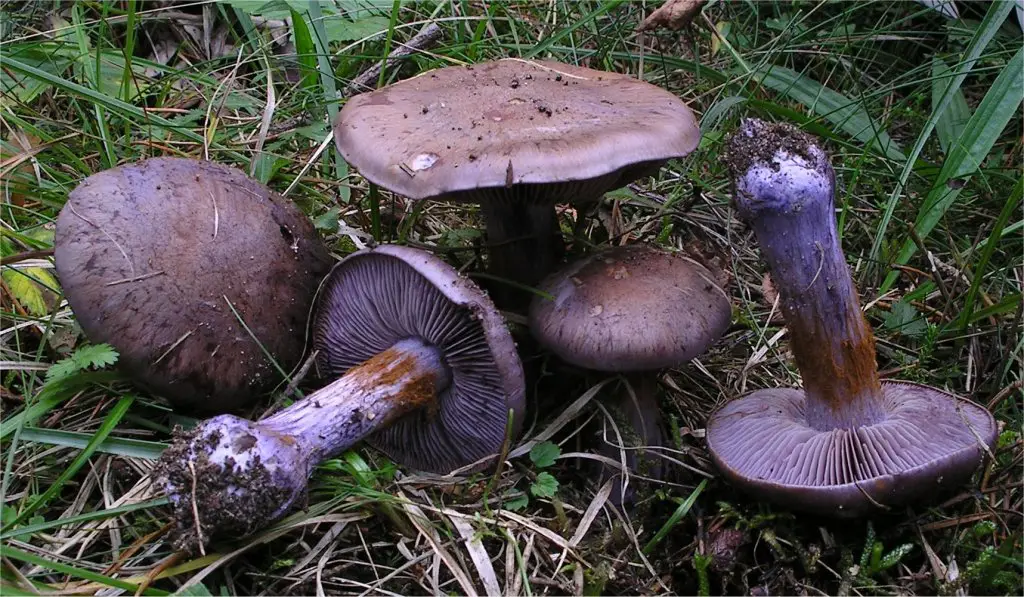 Cortinarius purpurascens