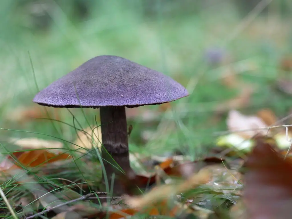 cortinarius violaceus