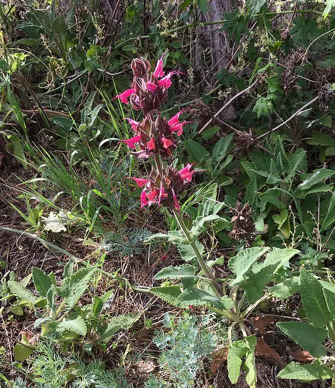 Hummingbird sage