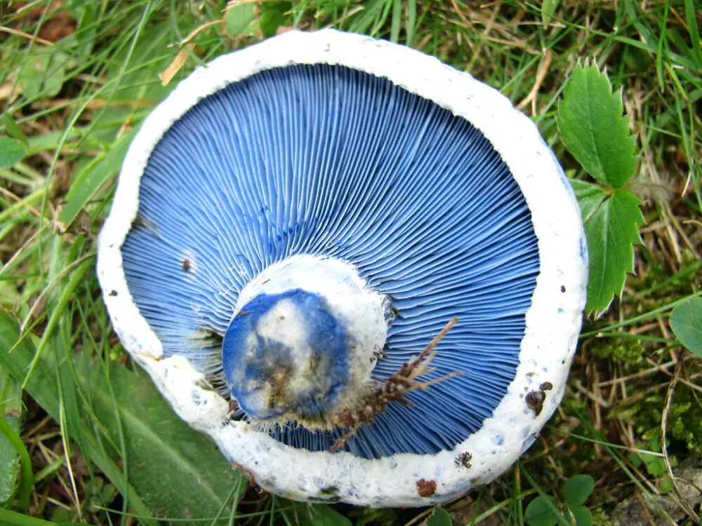 Indigo milk cap