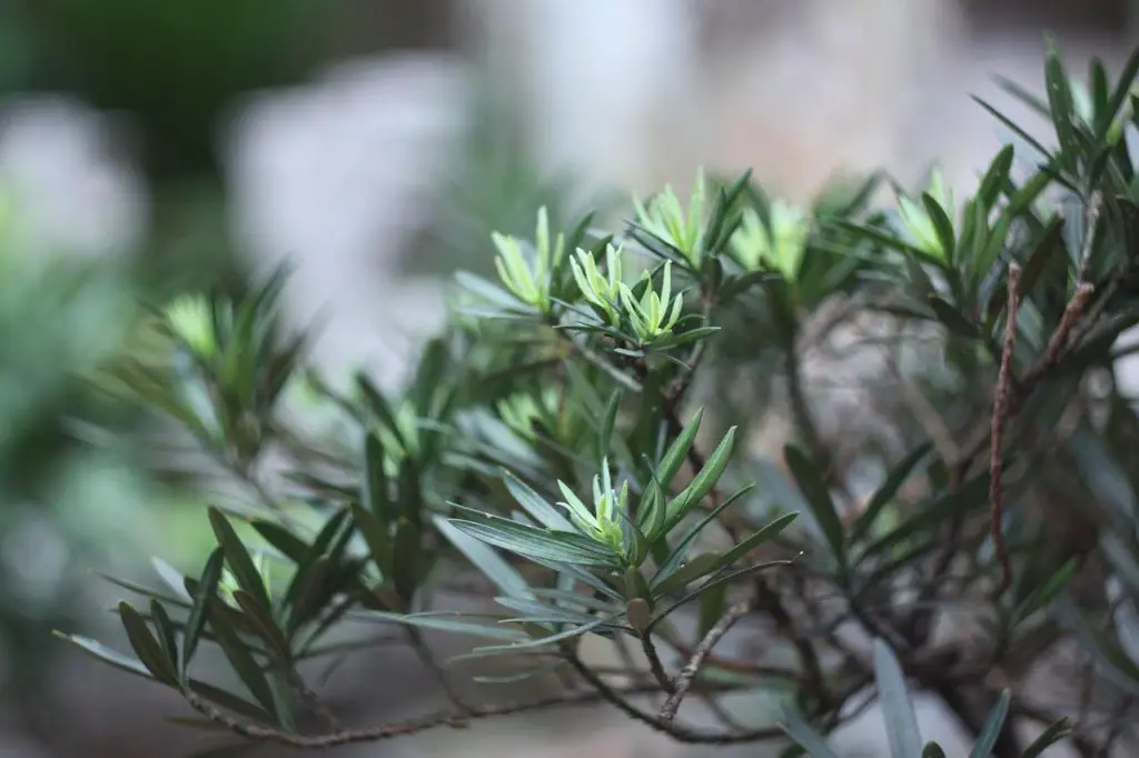 podocarpus maki needles