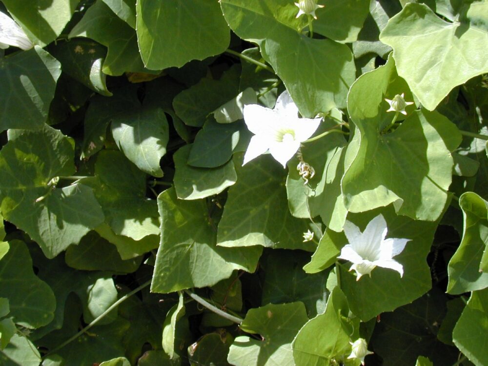 ivy-gourd-benefits-uses-recipes-foragingguru