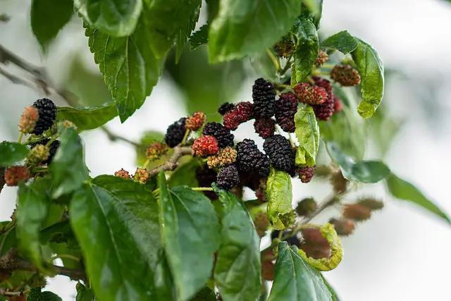 mulberry fruit