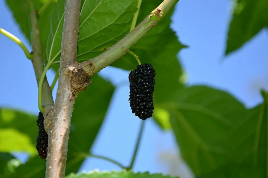 mulberries