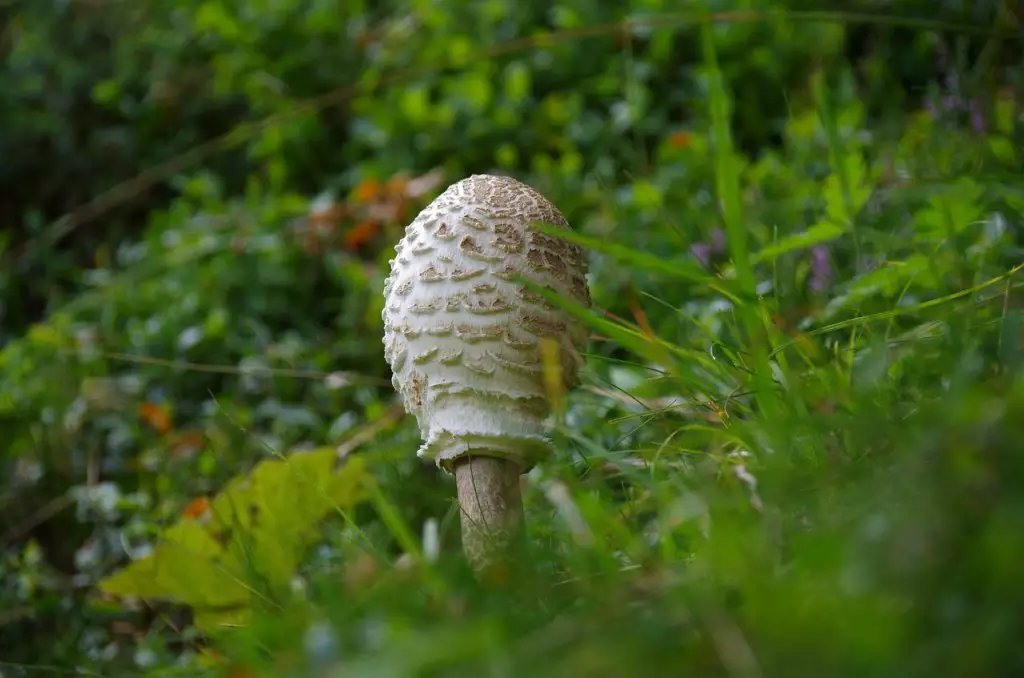 Shaggy mane mushrooms (Coprinus comatus)