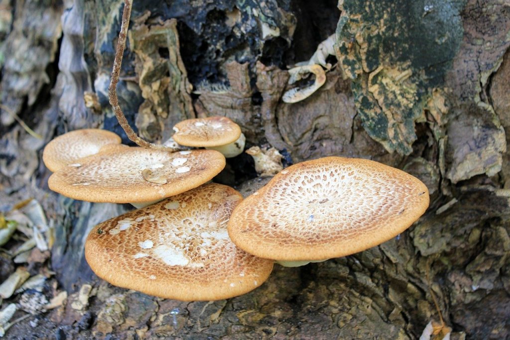 Pheasant back mushroom aka dryad's saddle