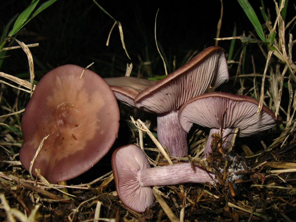 Clitocybe Nuda, blewit mushrooms