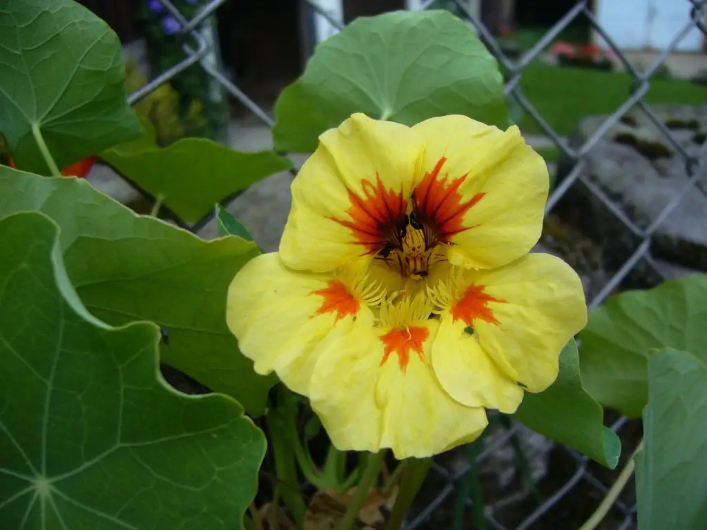 Nasturtium flowers