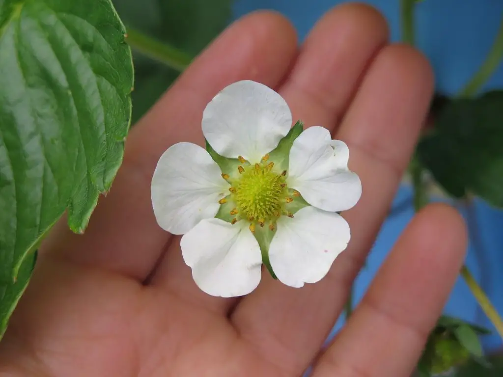 wild raspberry flower