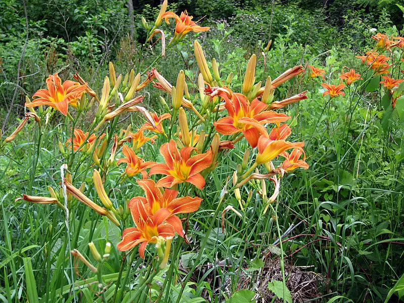 orange daylilies