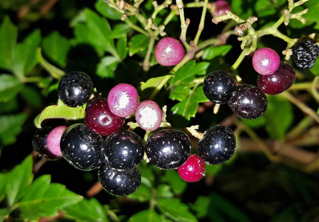 peppervine fruit