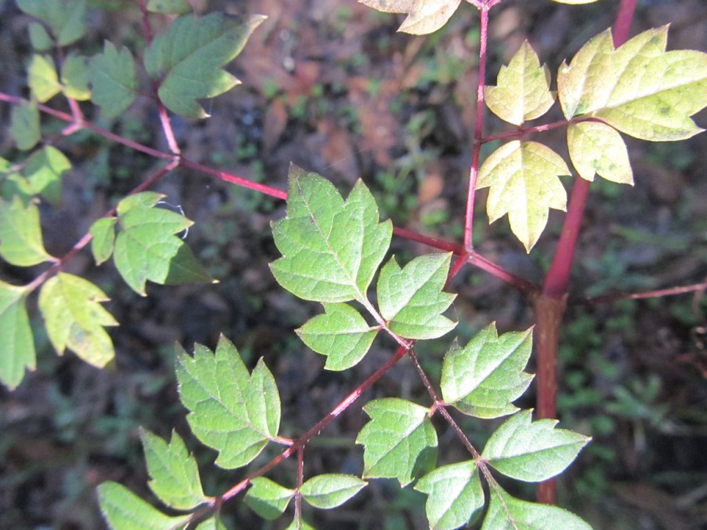 peppervine leaves