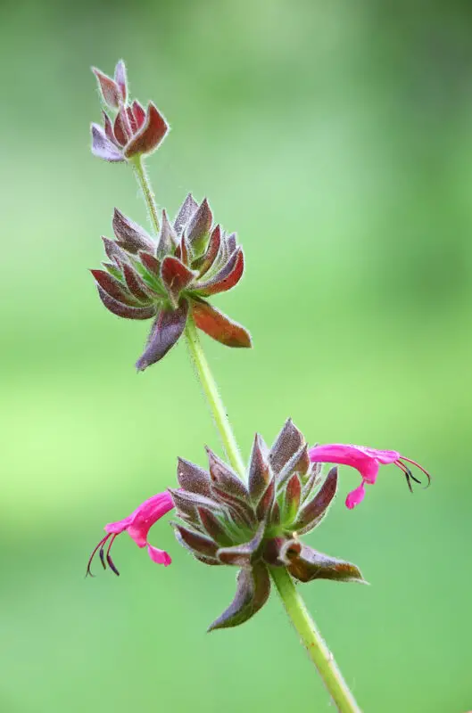 pitcher sage