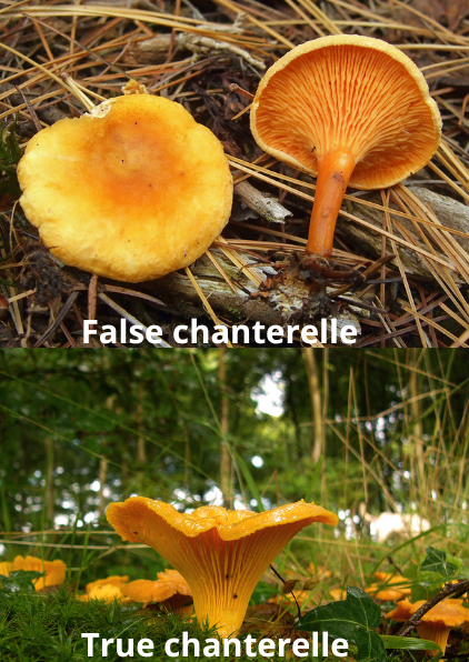 chanterelle vs false chanterelle