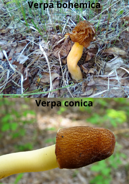 Verpa mushrooms