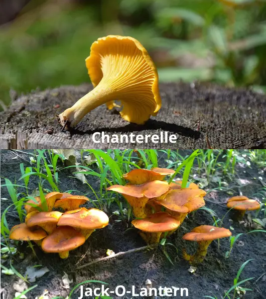 chanterelle vs jack o lantern