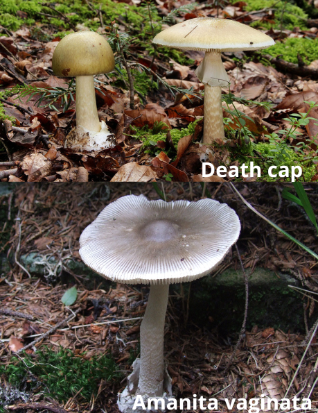 death cap vs amanita vaginata