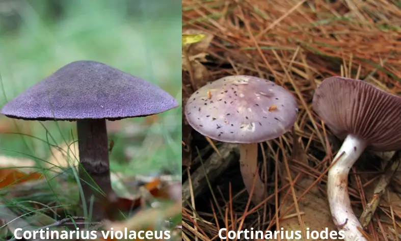 cortinarius vs blewit