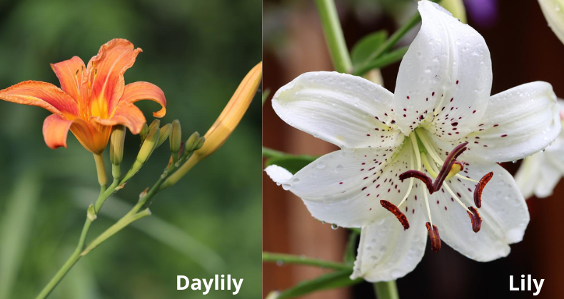 daylily vs lily