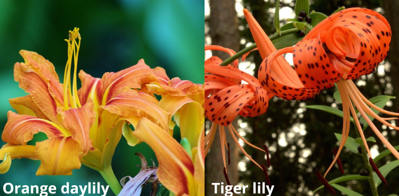 orange daylily vs tiger lily