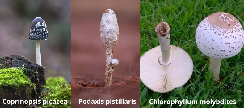 shaggy mane mushroom lookalike