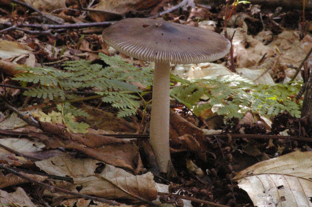 grisette mushroom