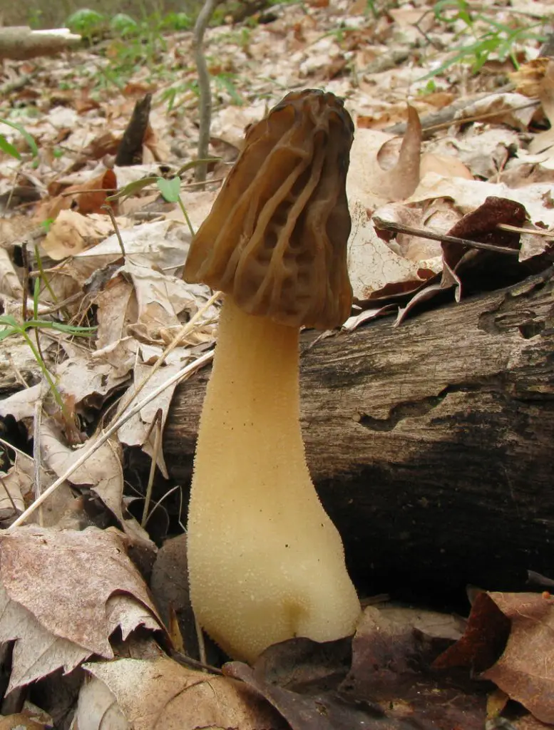 half free morel