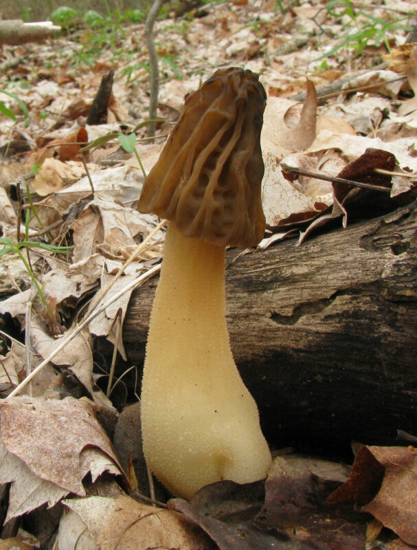 A Forager's Guide To Half Free Morels | ForagingGuru