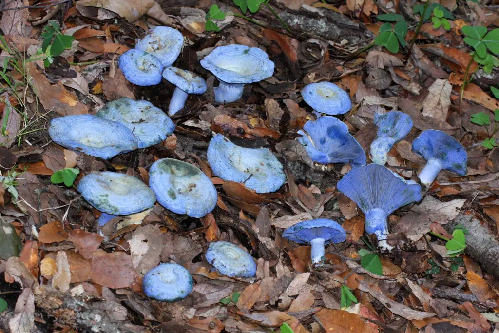 lactarius indigo