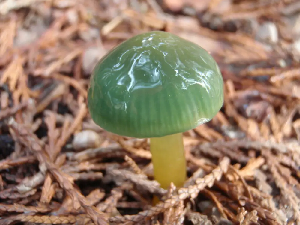 Parrot waxcap